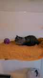 IMG-20170903-WA0009