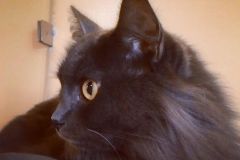 IMG-20171029-WA0007